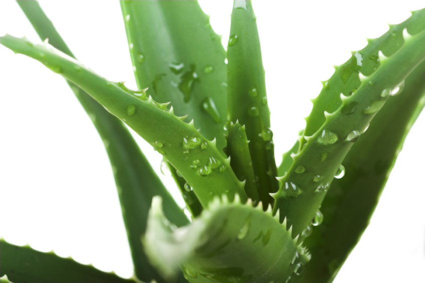 ALOE VERA