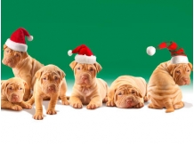 Atkaírtó Kommandó